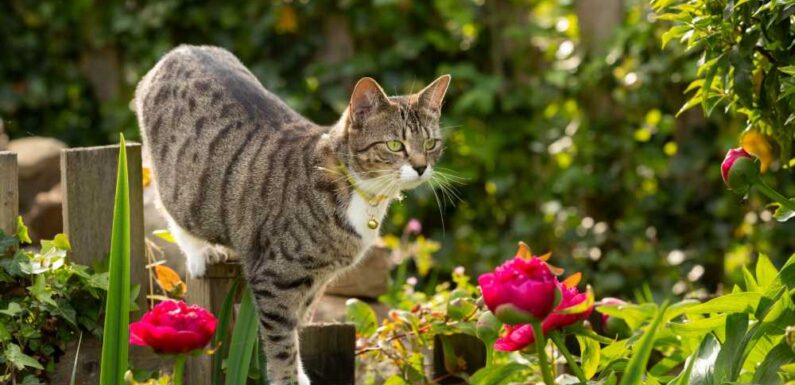 The 70p hack to stop annoying cats pooing in your garden – and green-fingered pro says it keeps them out for good | The Sun