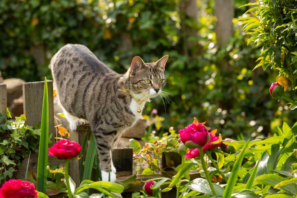 The 70p hack to stop annoying cats pooing in your garden – and green-fingered pro says it keeps them out for good | The Sun