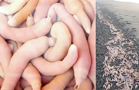 Thousands of ten-inch 'penis fish' wash up on a beach