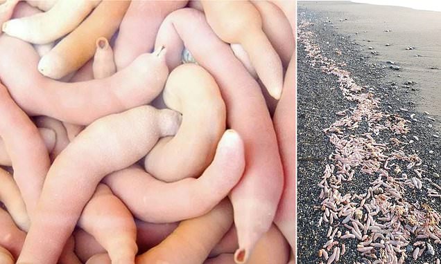 Thousands of ten-inch 'penis fish' wash up on a beach