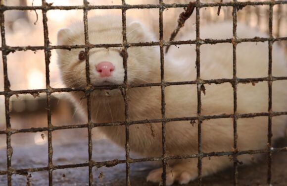 Top virologists fear foxes and minks will start next pandemic on dodgy fur farms