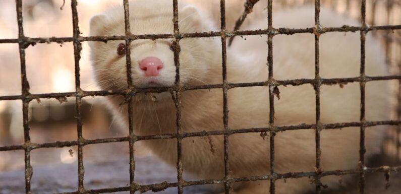 Top virologists fear foxes and minks will start next pandemic on dodgy fur farms