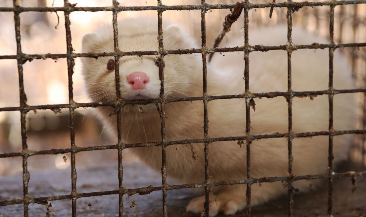 Top virologists fear foxes and minks will start next pandemic on dodgy fur farms