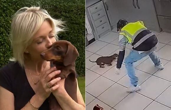 Twiglet the dachshund's owner reveals 'horrific' moment after theft