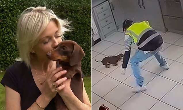 Twiglet the dachshund's owner reveals 'horrific' moment after theft