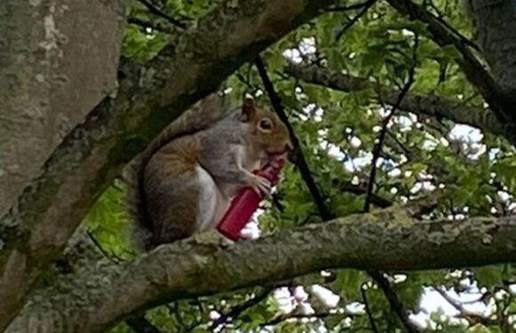 Vaping squirrel stuns woman at park after scurrying up tree to puff in peace