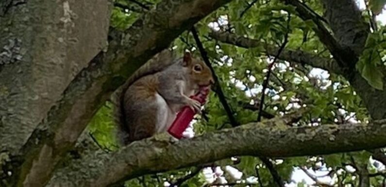 Vaping squirrel stuns woman at park after scurrying up tree to puff in peace