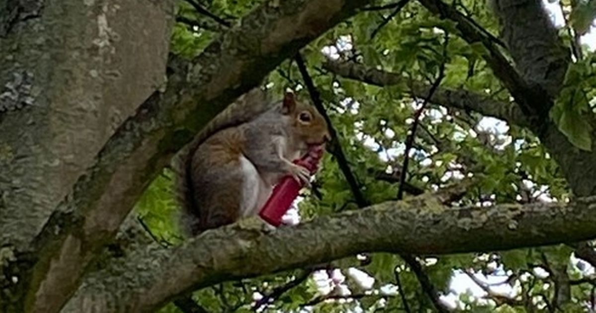Vaping squirrel stuns woman at park after scurrying up tree to puff in peace
