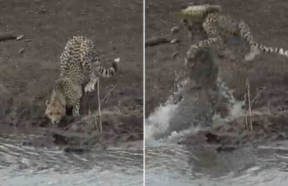 Watch horror moment cheetah is snatched from riverside by crocodile as predator becomes prey | The Sun