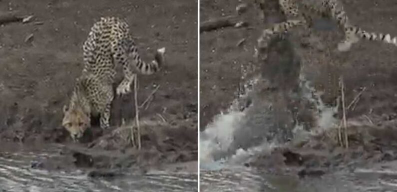 Watch horror moment cheetah is snatched from riverside by crocodile as predator becomes prey | The Sun