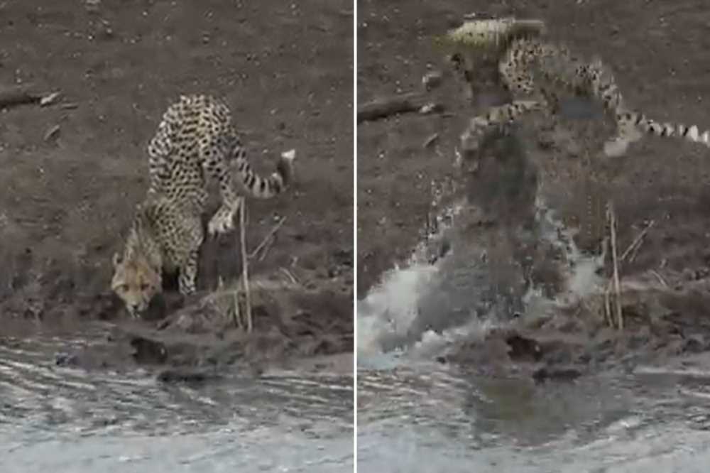 Watch horror moment cheetah is snatched from riverside by crocodile as predator becomes prey | The Sun