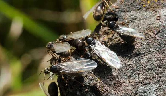 What is flying ant day and why do ants fly at the same time each year?