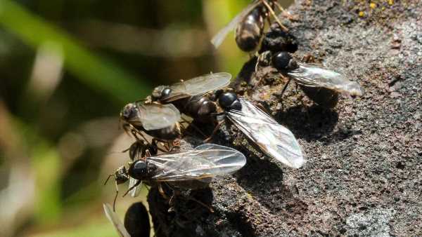 What is flying ant day and why do ants fly at the same time each year?