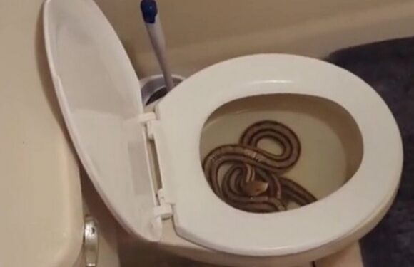 Woman freaks out after realising she had just peed on huge 5ft snake in toilet