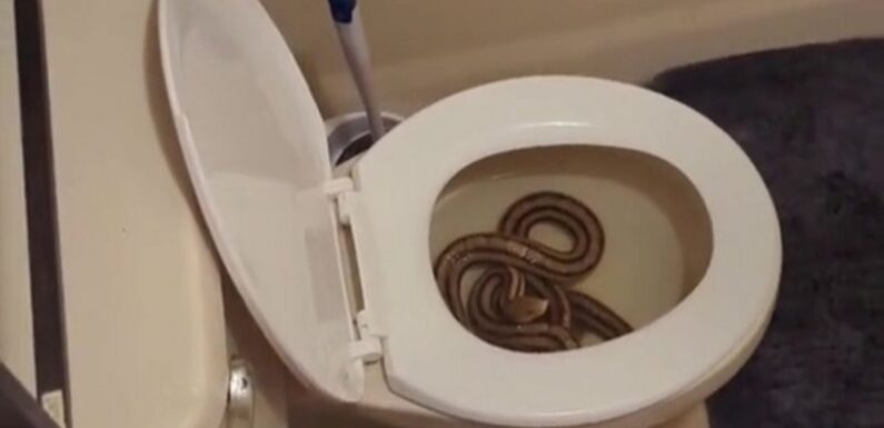 Woman freaks out after realising she had just peed on huge 5ft snake in toilet