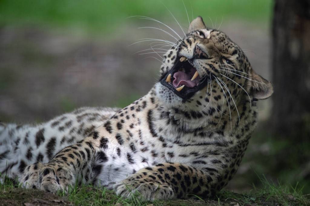 ‘Endangered Planet’ & ‘Born To Be Wild’ Natural History Series Greenlit By Apple TV+