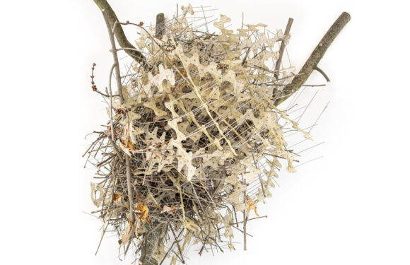 ‘They’re Outsmarting Us’: Birds Build Nests From Anti-Bird Spikes