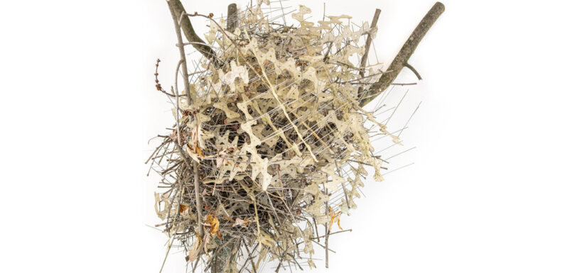 ‘They’re Outsmarting Us’: Birds Build Nests From Anti-Bird Spikes