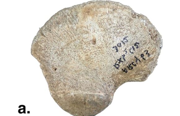 45,000-year-old hip bone of an infant could mean a new human lineage