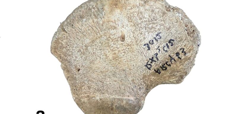 45,000-year-old hip bone of an infant could mean a new human lineage