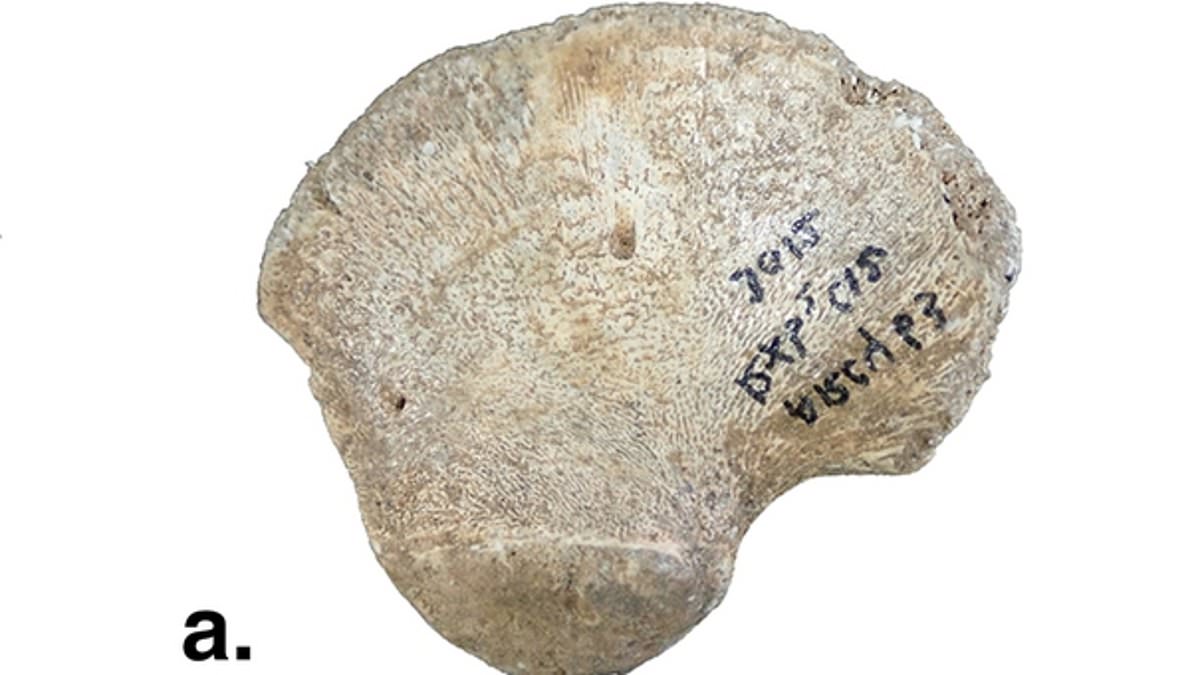 45,000-year-old hip bone of an infant could mean a new human lineage