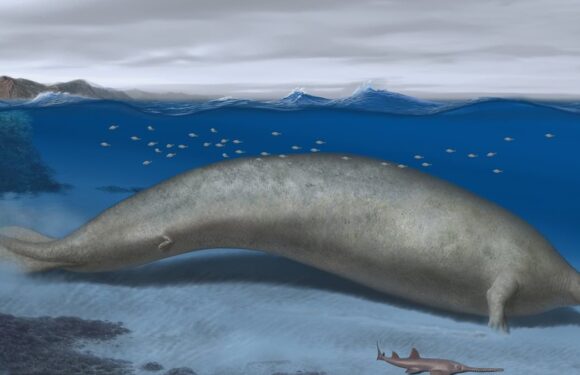 Ancient whale may have been heaviest animal ever, scientists say