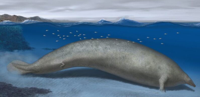 Ancient whale may have been heaviest animal ever, scientists say