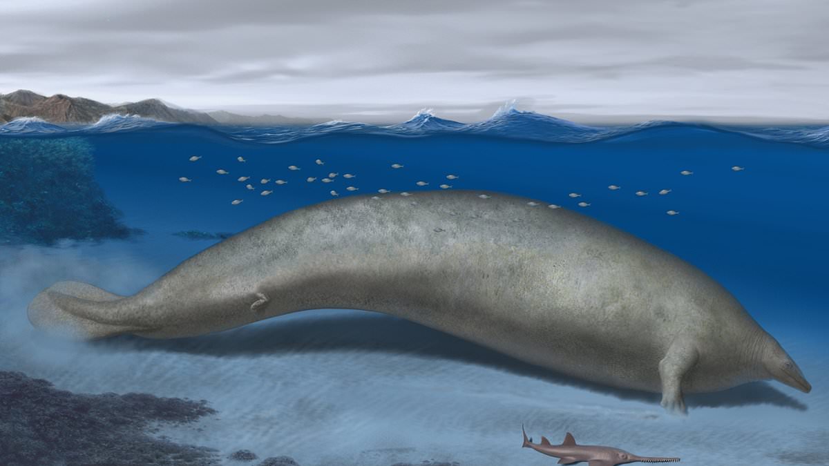 Ancient whale may have been heaviest animal ever, scientists say