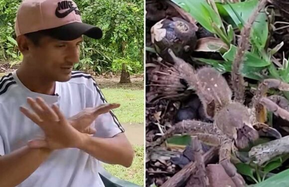 Bloke had two-day erection after bite from one of world’s most venomous spiders