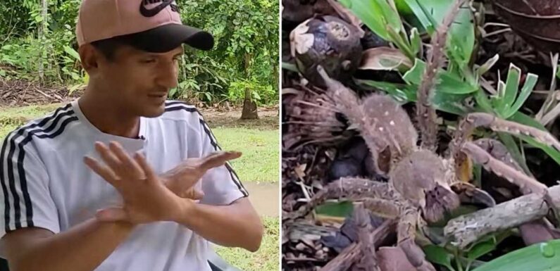 Bloke had two-day erection after bite from one of world’s most venomous spiders