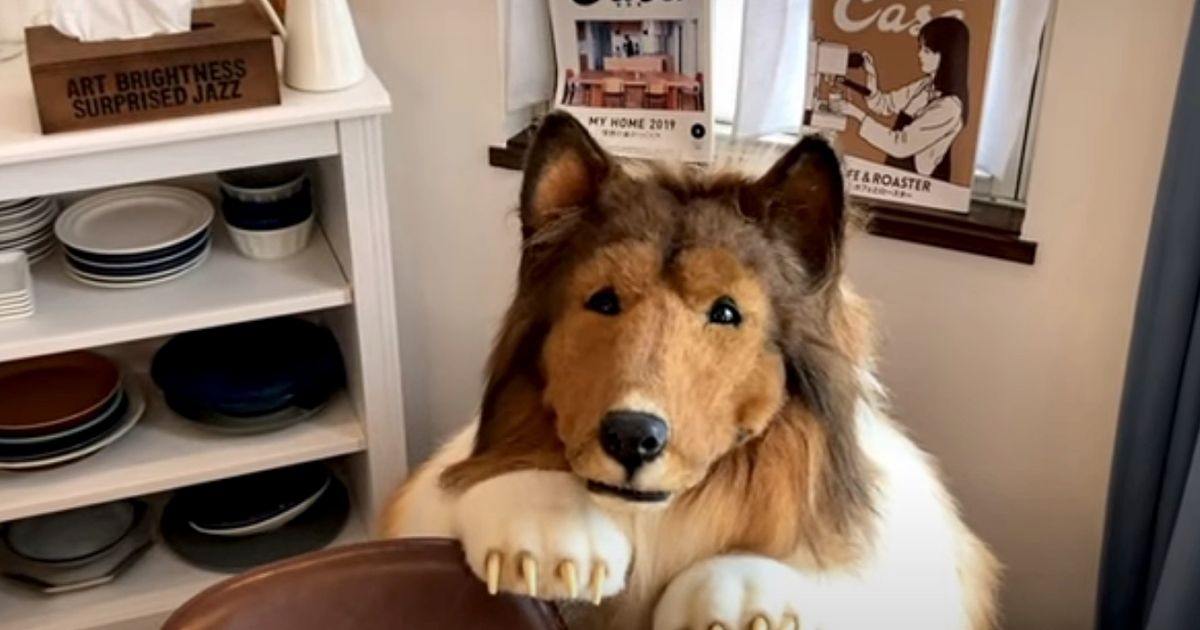 Bloke who spent £12.5k turning himself into a dog bites back at trolls