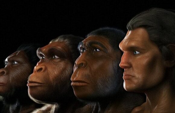 Climate change may have given ancient human ancestors bigger brains