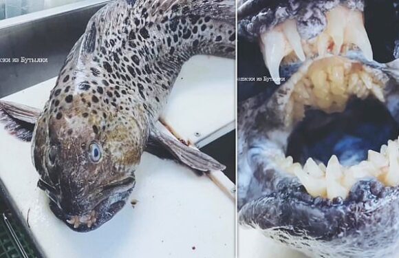 Fish with human-like TEETH is caught off the coast of Russia