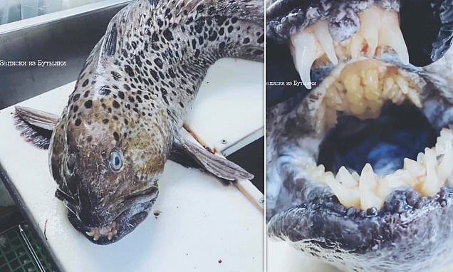 Fish with human-like TEETH is caught off the coast of Russia