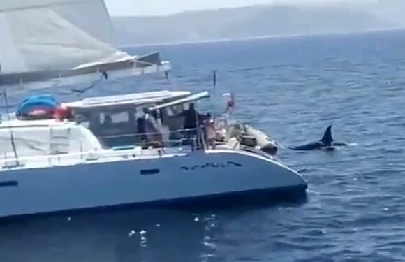 Footage appears to show sailing boat owners shooting at killer whales