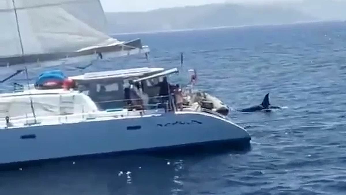Footage appears to show sailing boat owners shooting at killer whales