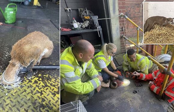 Fox gets stuck in hole at industrial estate