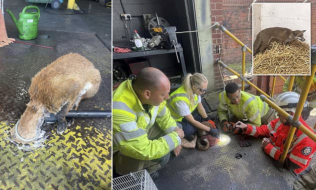 Fox gets stuck in hole at industrial estate