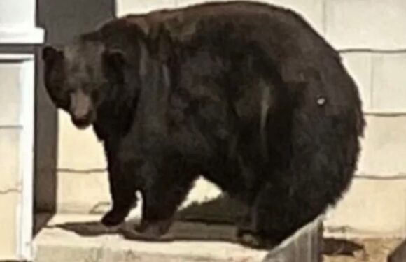 ‘Hank the Tank’ finally caught as DNA links 500lb bear to mass illegal activity