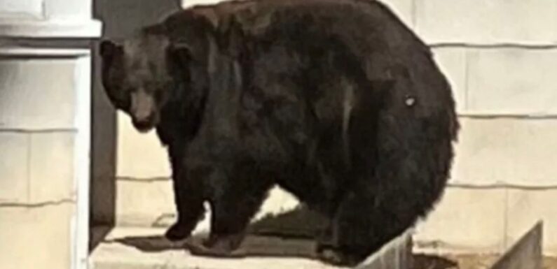 ‘Hank the Tank’ finally caught as DNA links 500lb bear to mass illegal activity