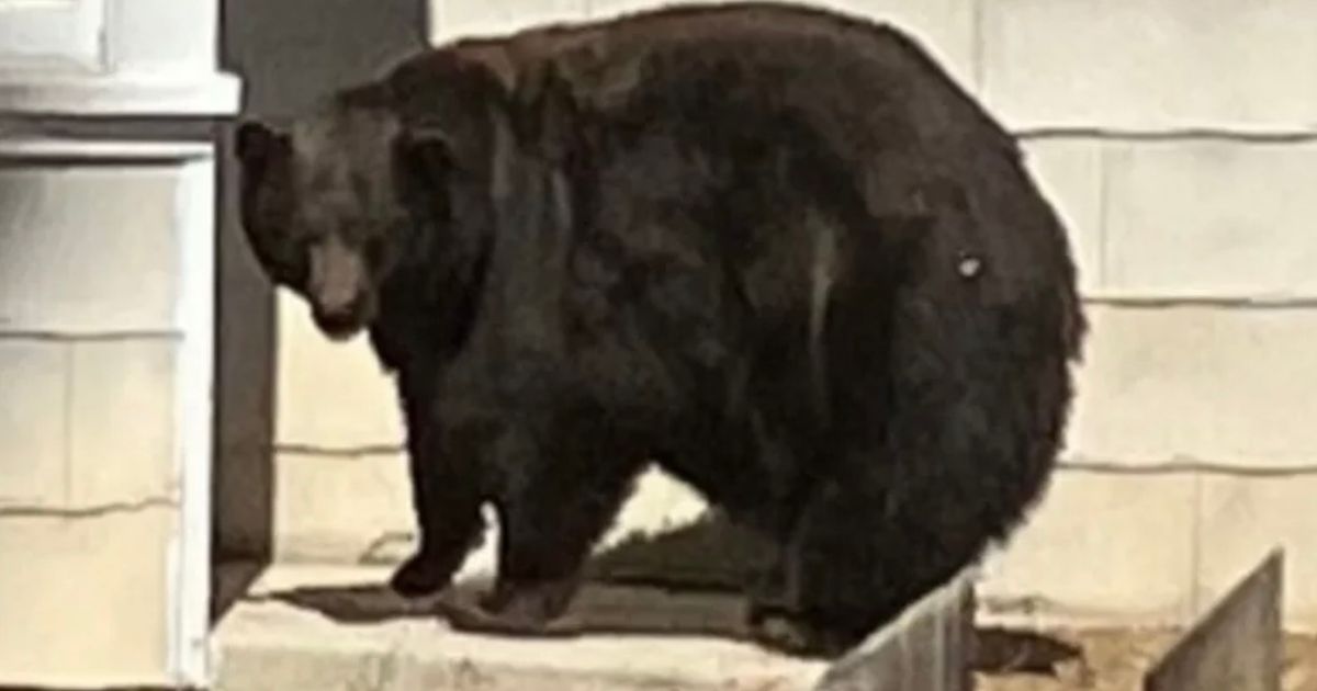 ‘Hank the Tank’ finally caught as DNA links 500lb bear to mass illegal activity