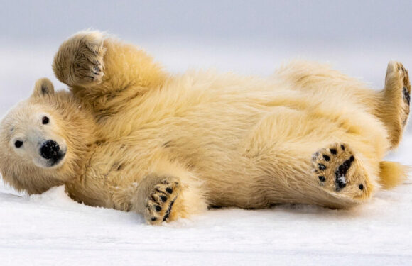 How Old Is That Polar Bear? The Answer Is in Its Blood.