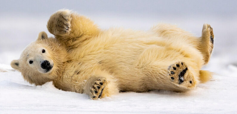 How Old Is That Polar Bear? The Answer Is in Its Blood.