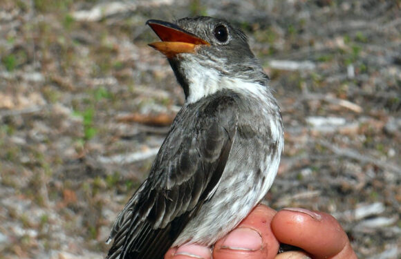 How to Track a Songbird From Alaska to Peru