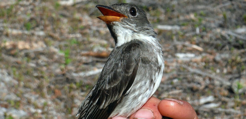 How to Track a Songbird From Alaska to Peru