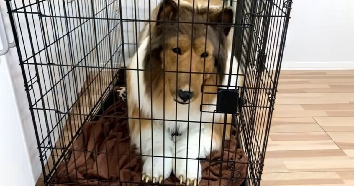 Man who spent £12.5k to be dog has fans beg for tips to follow his lead