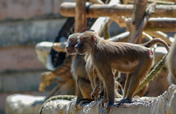 Monkey escapes its cage at zoo in Devon sparking visitor lockdown