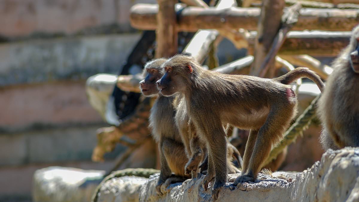 Monkey escapes its cage at zoo in Devon sparking visitor lockdown