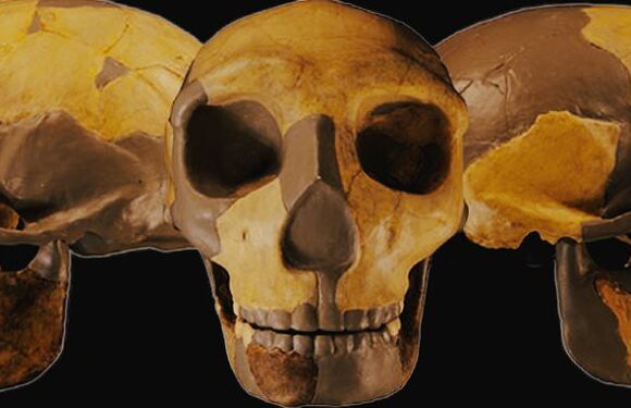 Mystery as ancient skull found in China is unlike any hominin species