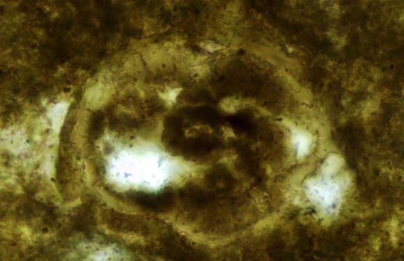 Scientists awaken 200MILLION-year-old parasite eggs